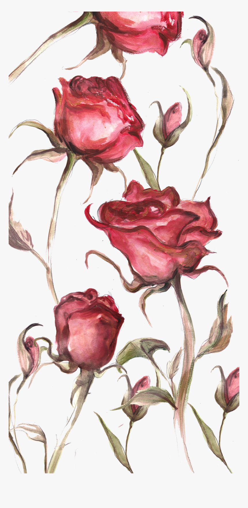 Floribunda, HD Png Download