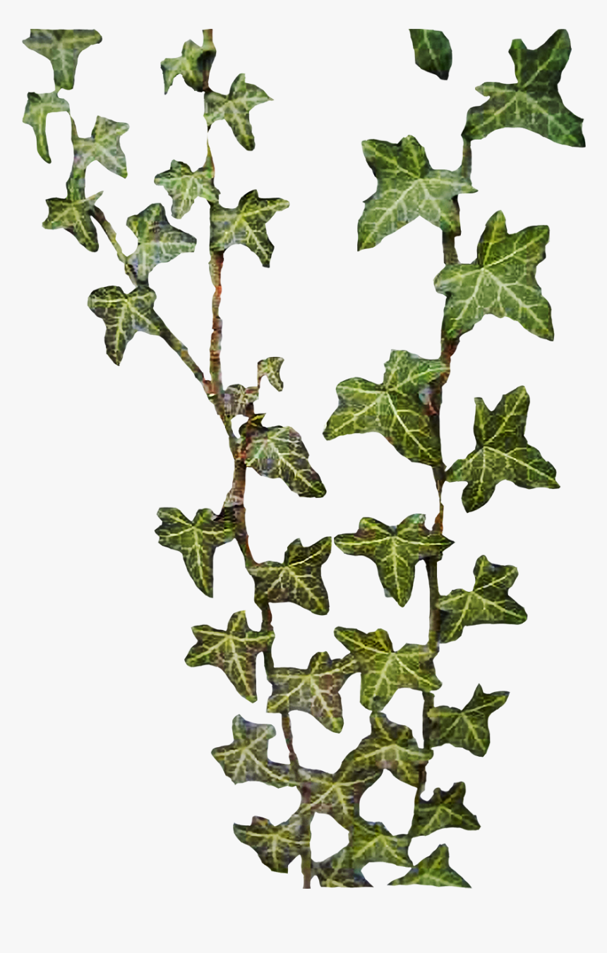 Best Free Ivy Png Image - Hedera Png, Transparent Png