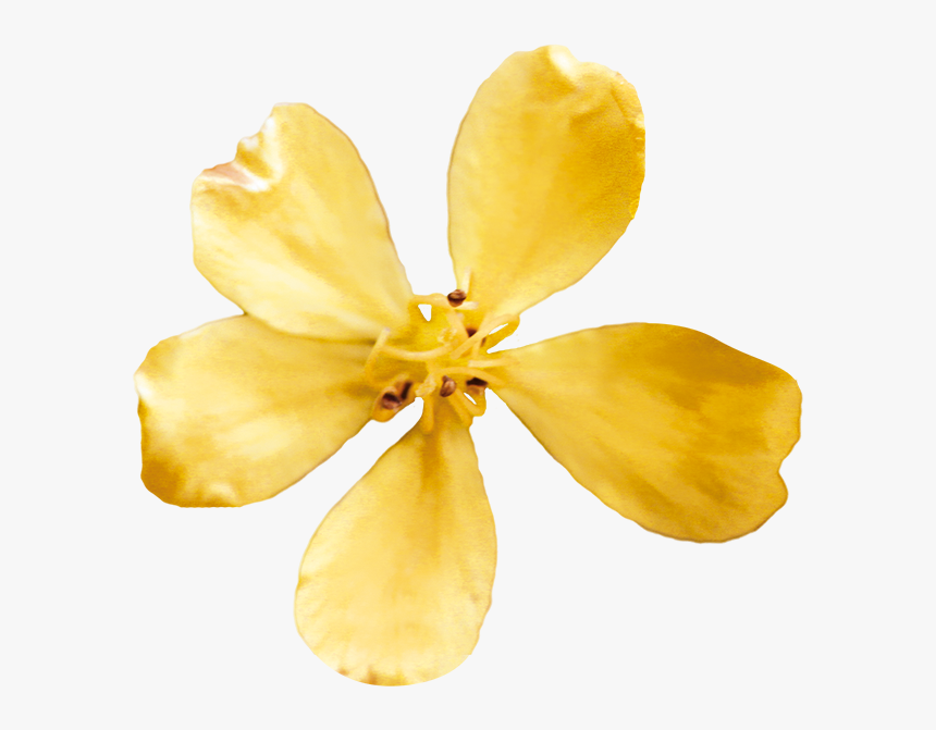 Impatiens, HD Png Download