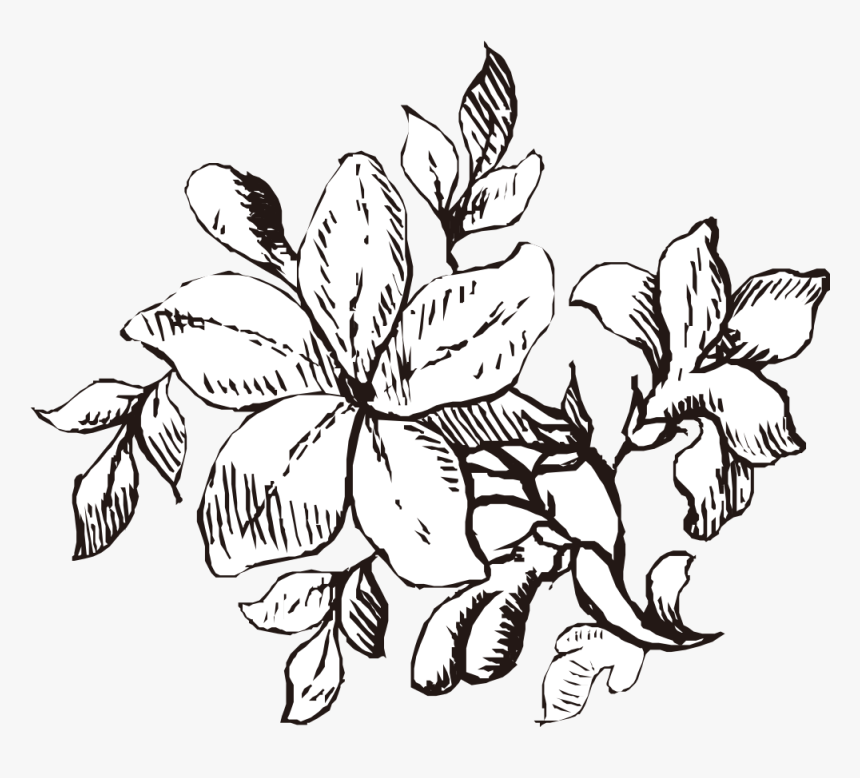 Hippeastrum, HD Png Download