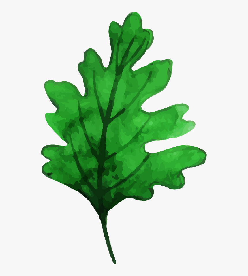 Post Oak, HD Png Download