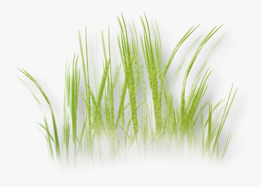 Herbaceous Plant Grass Clip Art - Clip Art, HD Png Download