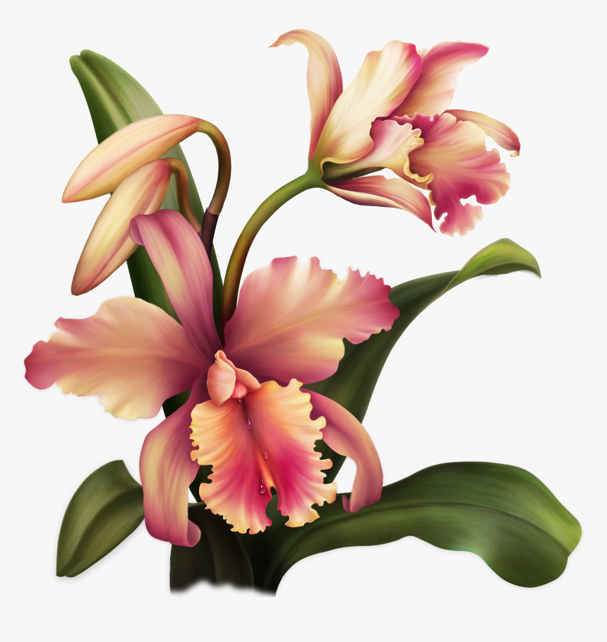 Aloha Orchid Special Flowers, Painted Flowers, Rubrics, - Цветы Png, Transparent Png