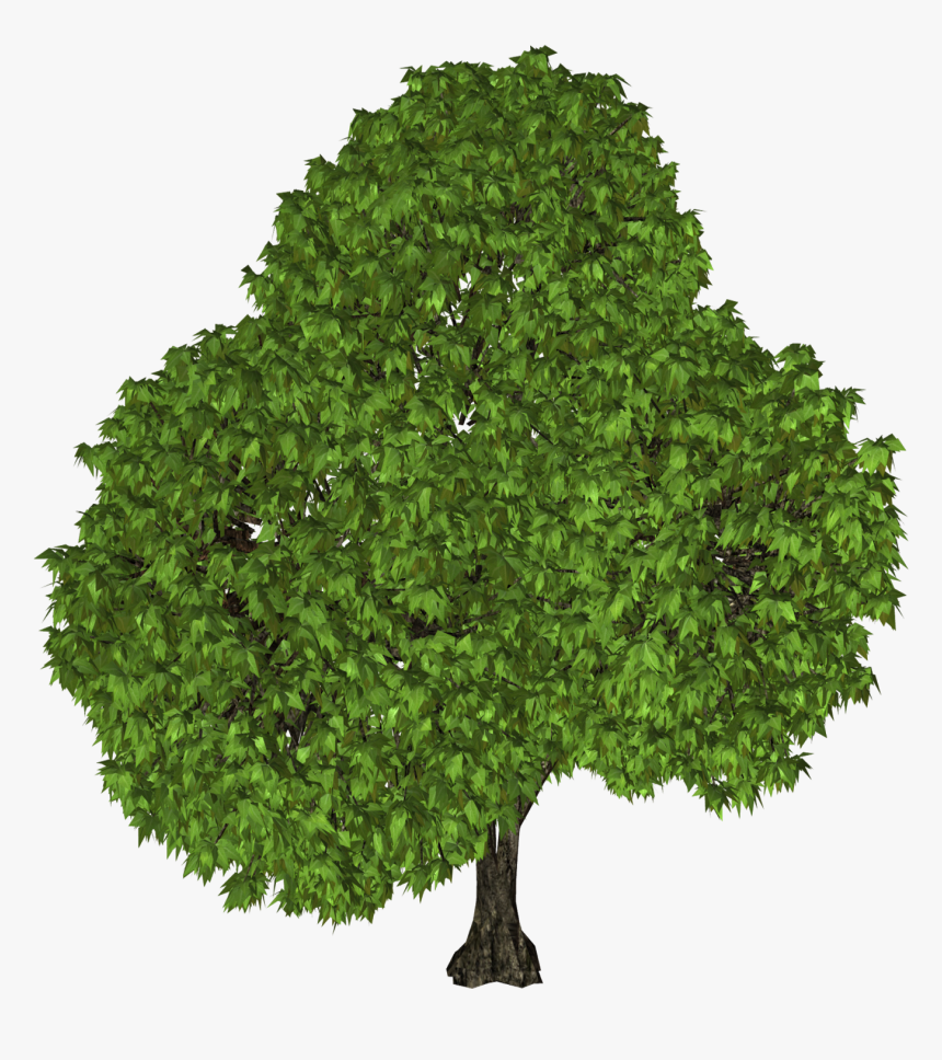 Tree Clip Art - Transparent Top Of A Tree, HD Png Download