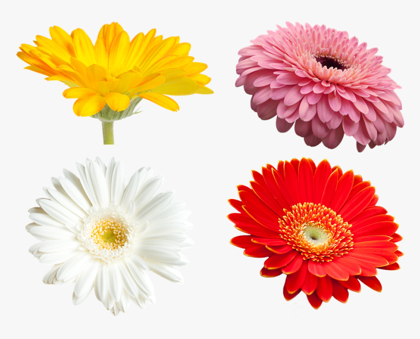 Daisy Yellow Flowers Png, Transparent Png