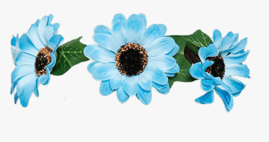 #flores #flowers #flower #blue #rose #roses #crown - African Daisy, HD Png Download