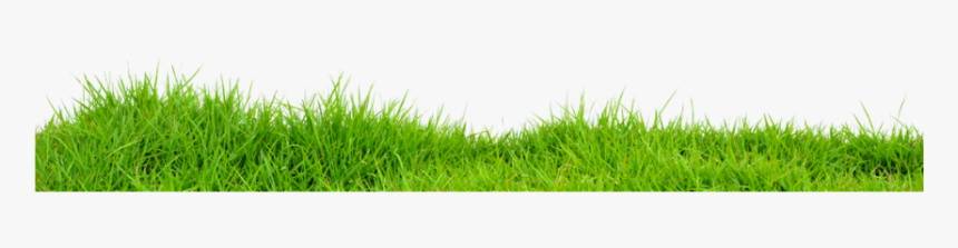 #grass - Lawn, HD Png Download