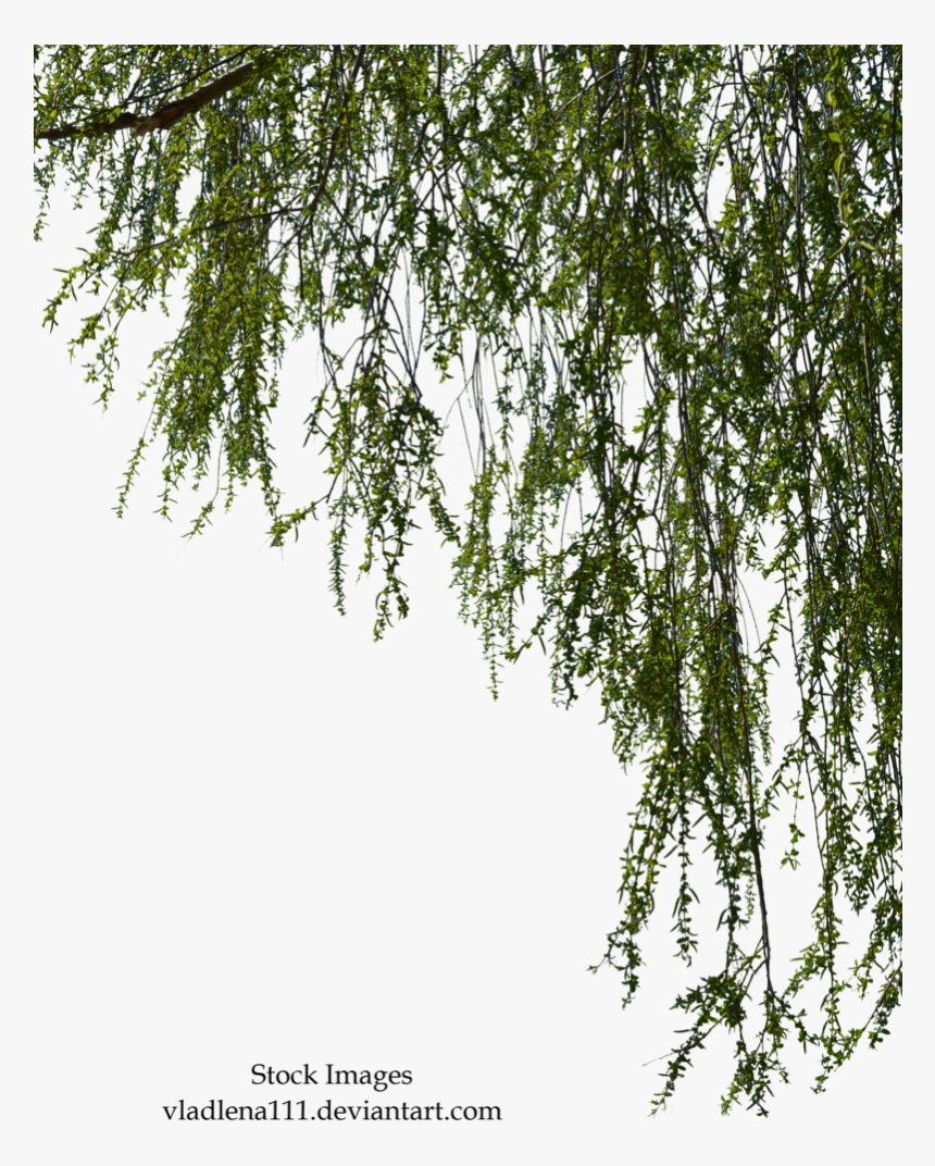 Willow Branches Png, Transparent Png