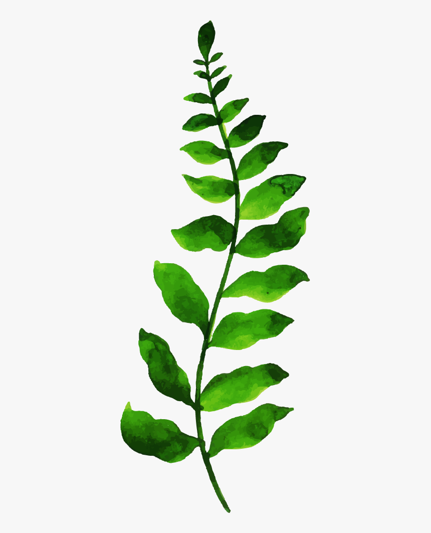 Phyllanthus Family, HD Png Download