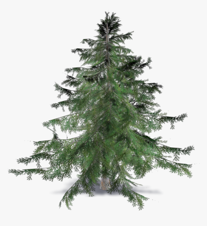 Christmas Tree, Hd Png Download - Cedrus Brevifolia, Transparent Png