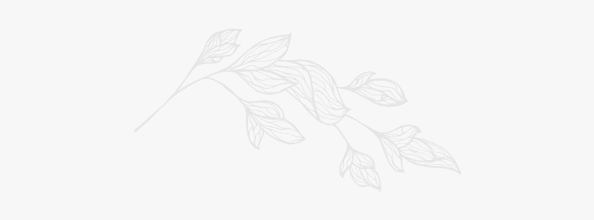 Leaf 1 04 04 - Sketch, HD Png Download