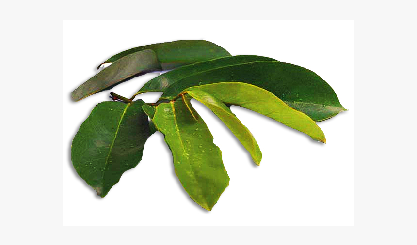 Bay Laurel, HD Png Download