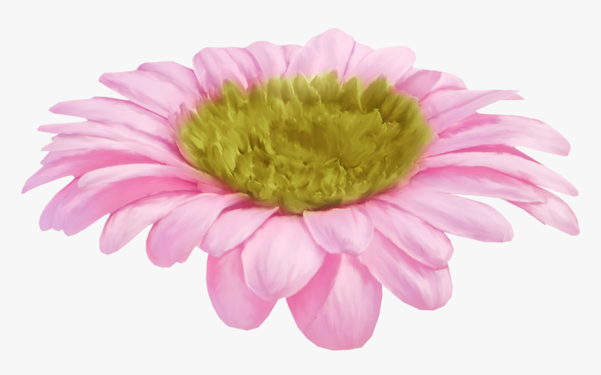 Barberton Daisy, HD Png Download