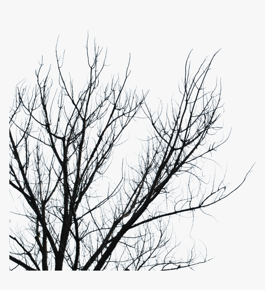 Dead Tree Branches Transparent , Png Download - Tree Branch Dead Transparent, Png Download