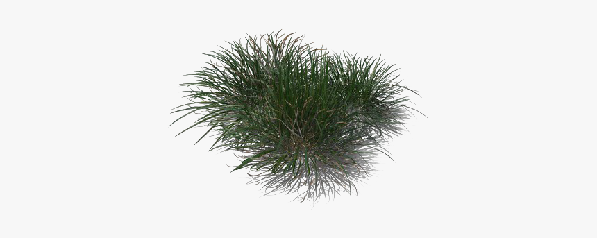 Green Beach Grass Png Transparent Image - Non-vascular Land Plant, Png Download