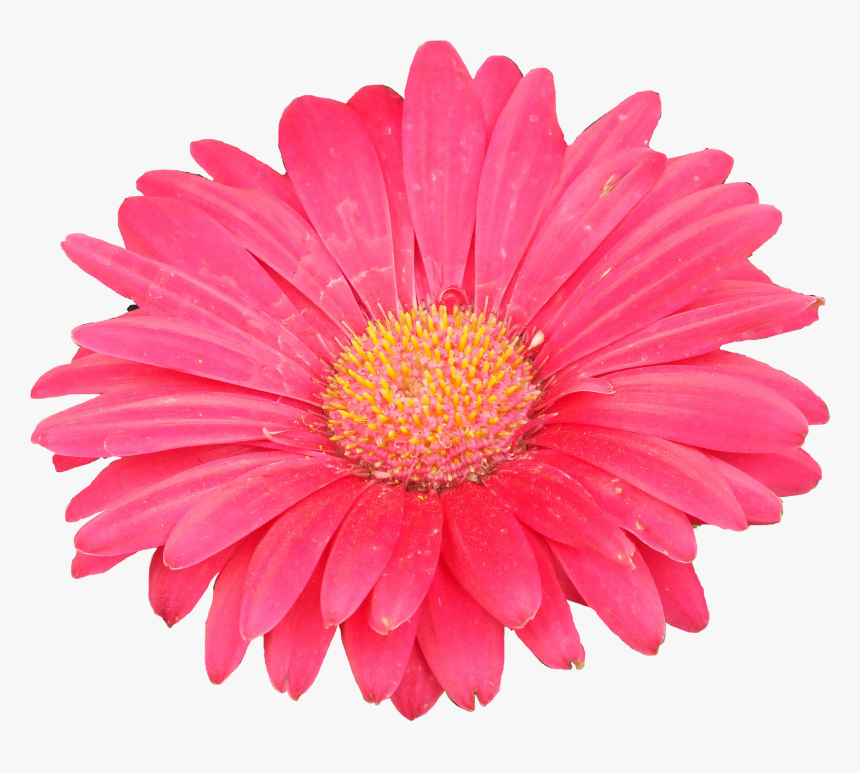 Clipart Of Aster Flower, HD Png Download