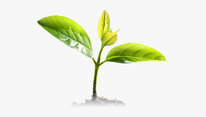 Sign Up To Our Newsletter - Sweet Birch, HD Png Download