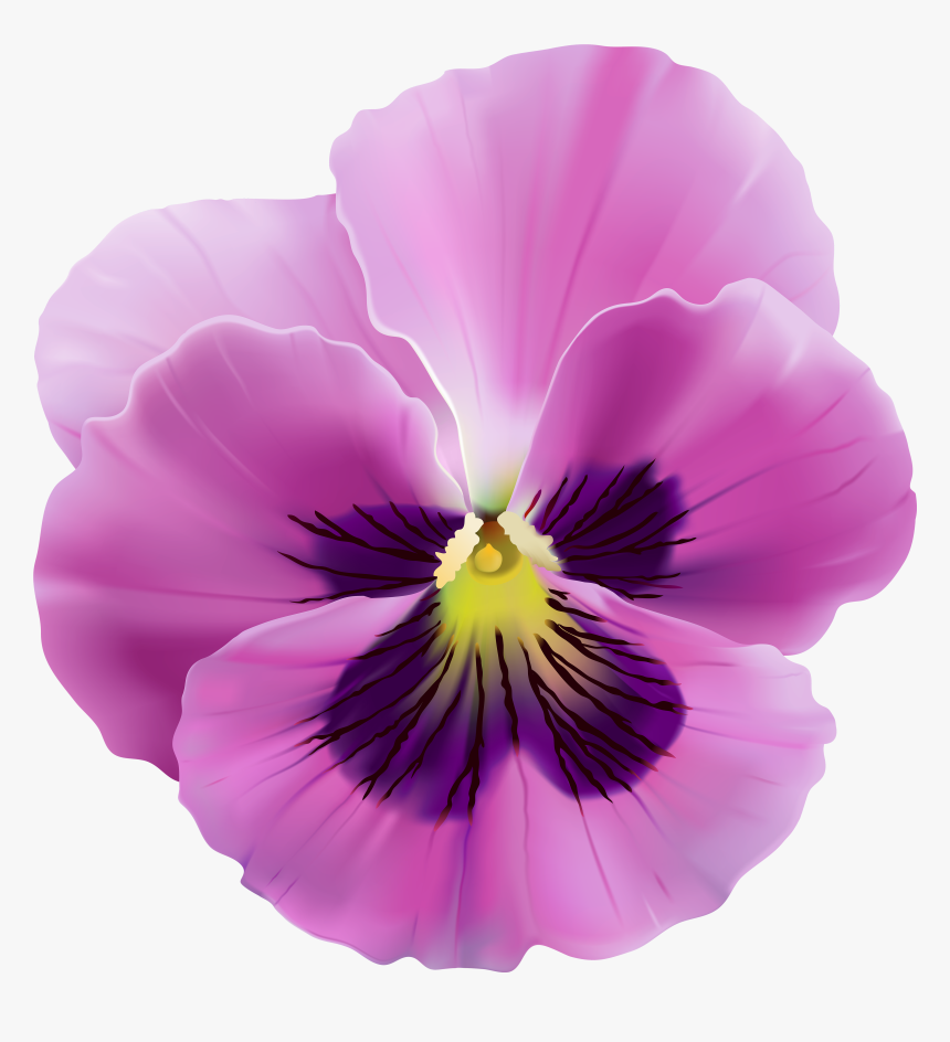 Purple Pansy Flower Png, Transparent Png