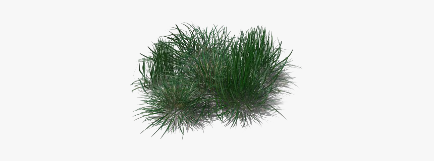 Green Beach Grass Transparent Png - Beach Grass Png, Png Download