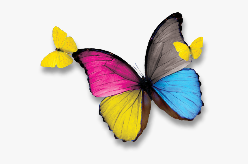 Pieridae, HD Png Download