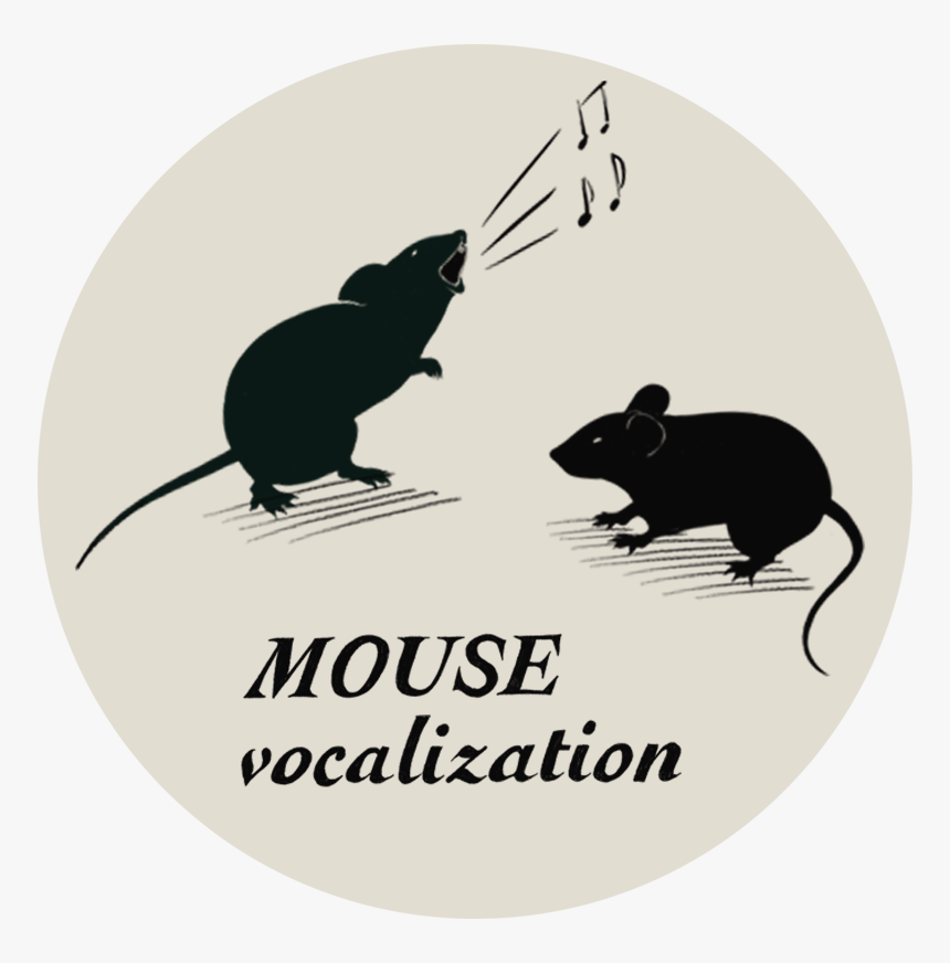 Focal Cooling In Mice, HD Png Download