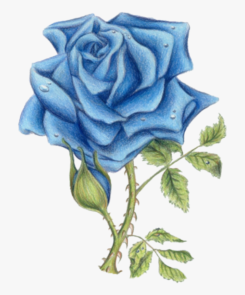Blue Rose By Ded - Blue Rose Images With Transparent Background, HD Png Download