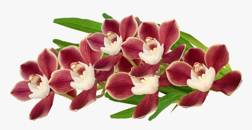 Cooktown Orchid, HD Png Download