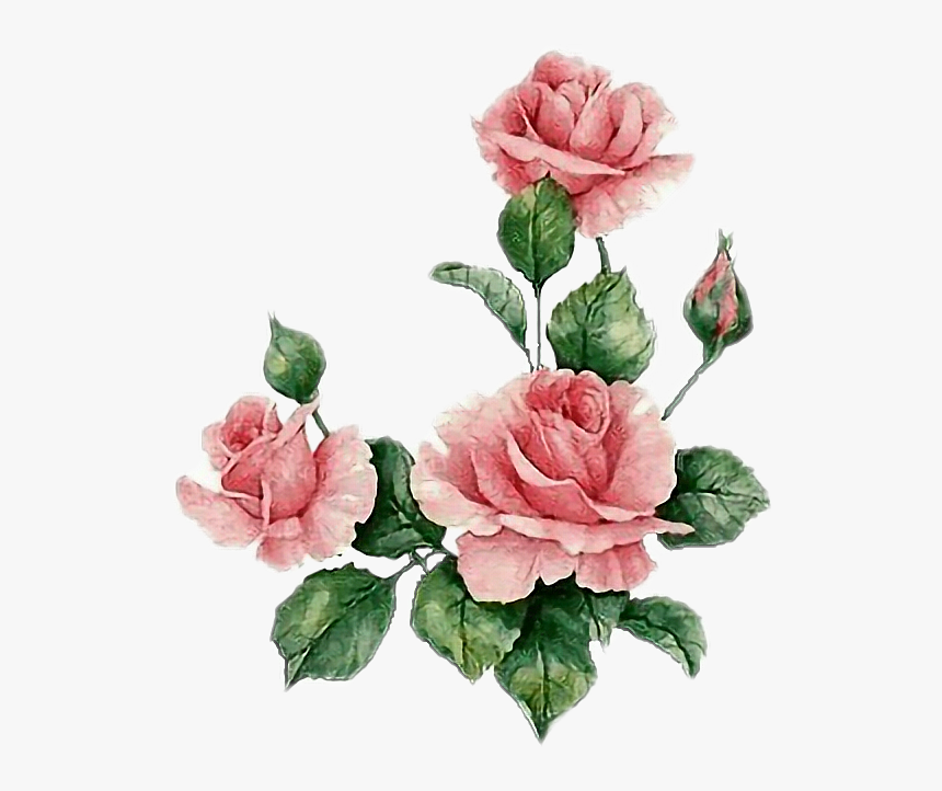 #rosas #floes #flowers #jardim #garden #rosasrosas - Hummingbirds And Roses Colored Markers, HD Png Download