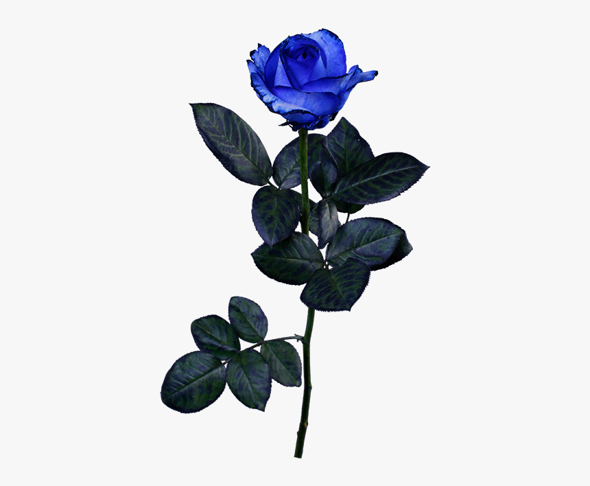 Floribunda, HD Png Download