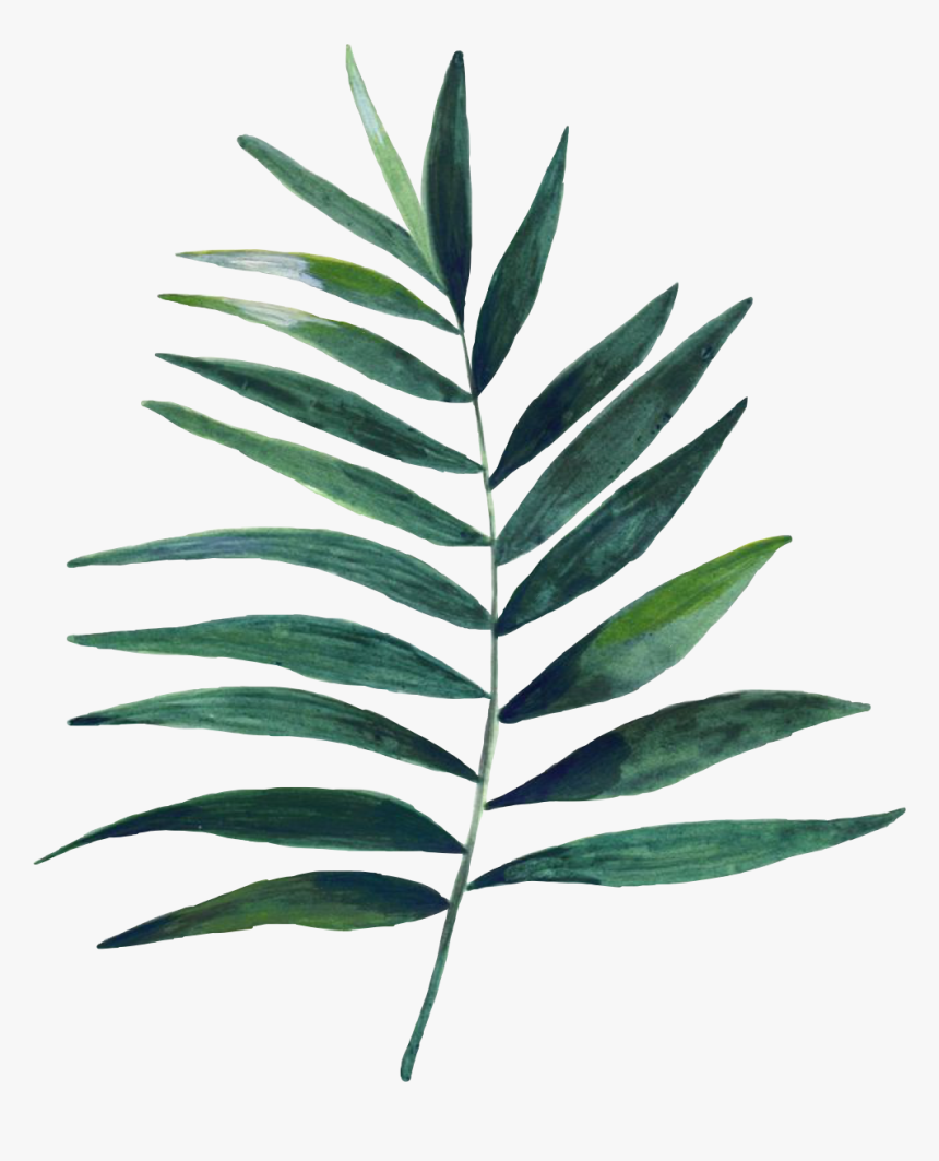 #leaf #flower #freetoedit - Plants Watercolour Png, Transparent Png