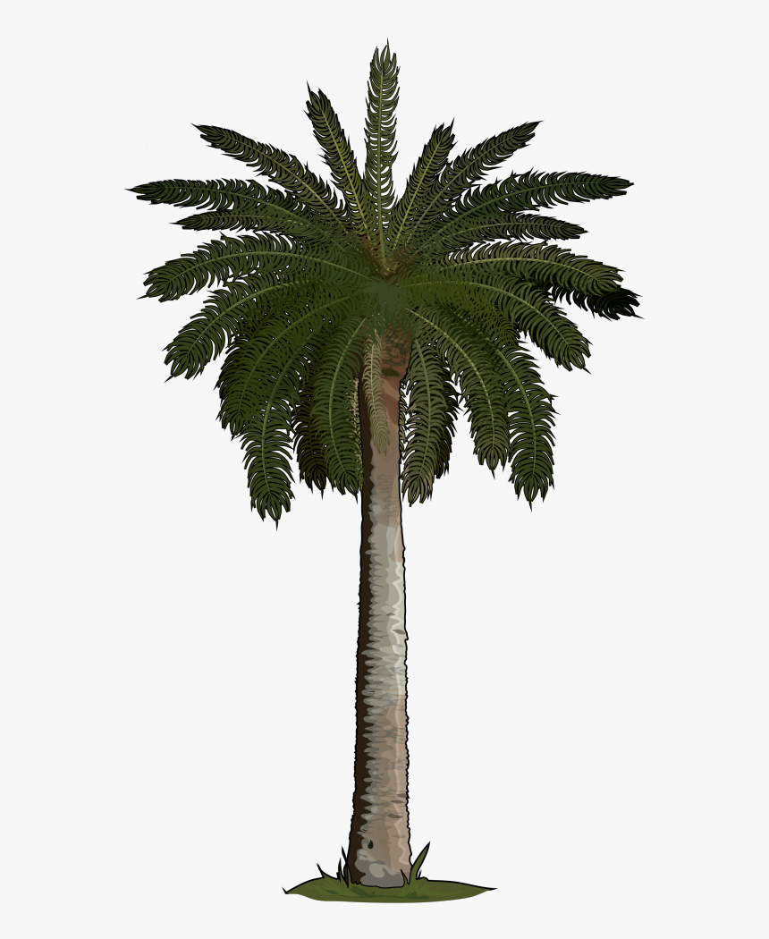 Palm Tree, HD Png Download