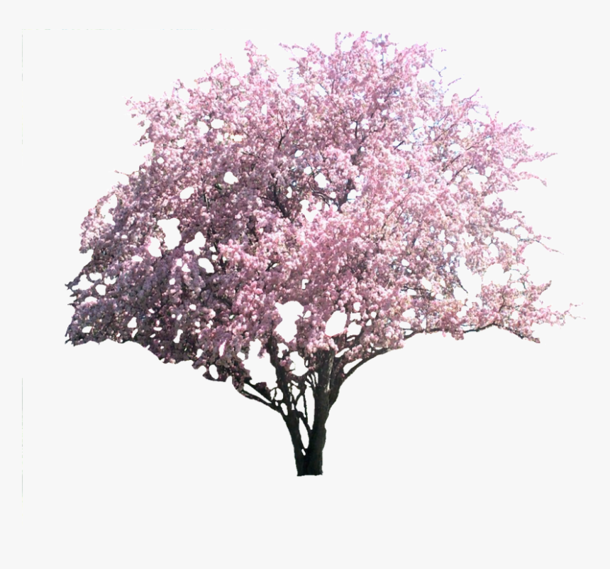 Lilac, HD Png Download