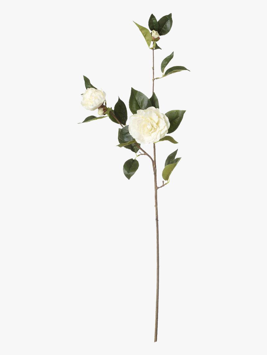 Flower - Garden Roses, HD Png Download