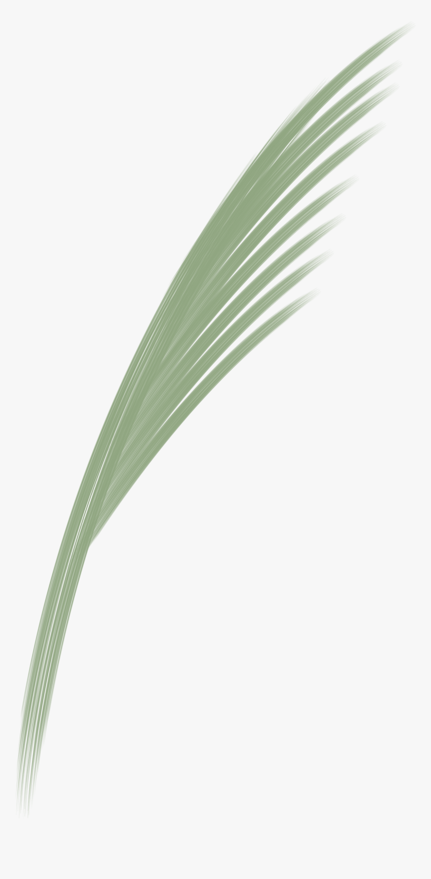 Sweet Grass , Png Download - Pond Pine, Transparent Png