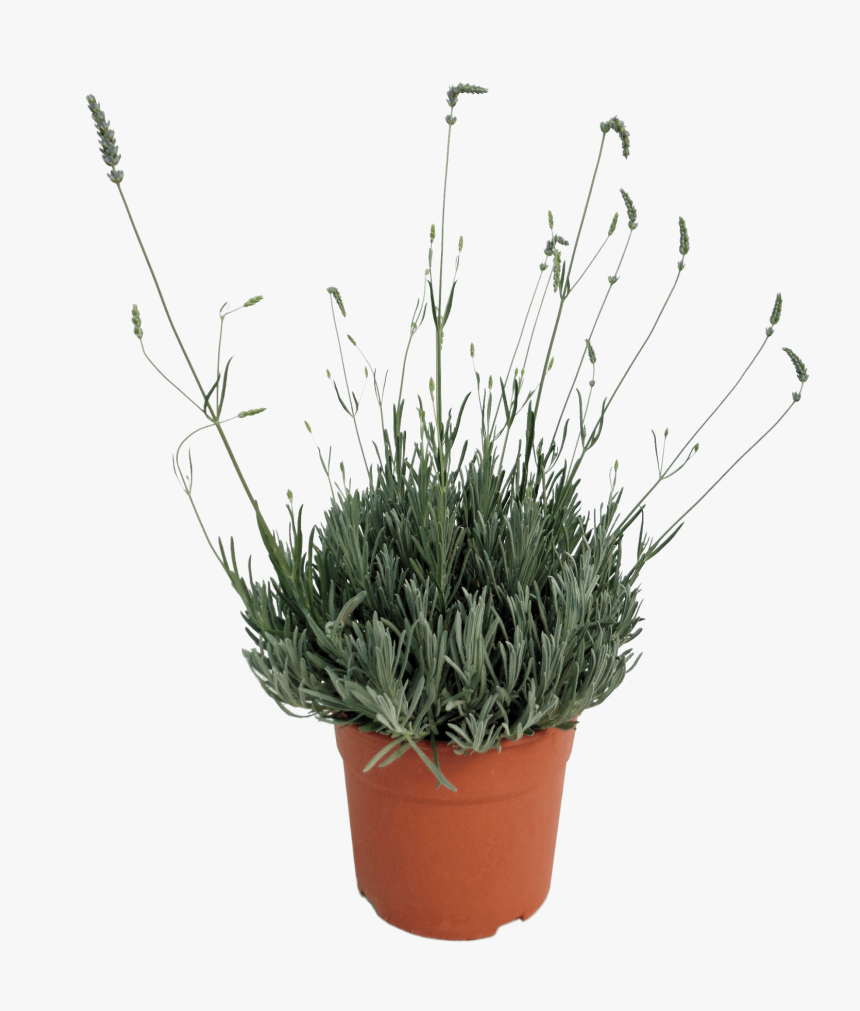 Flowerpot , Png Download - Dianthus, Transparent Png