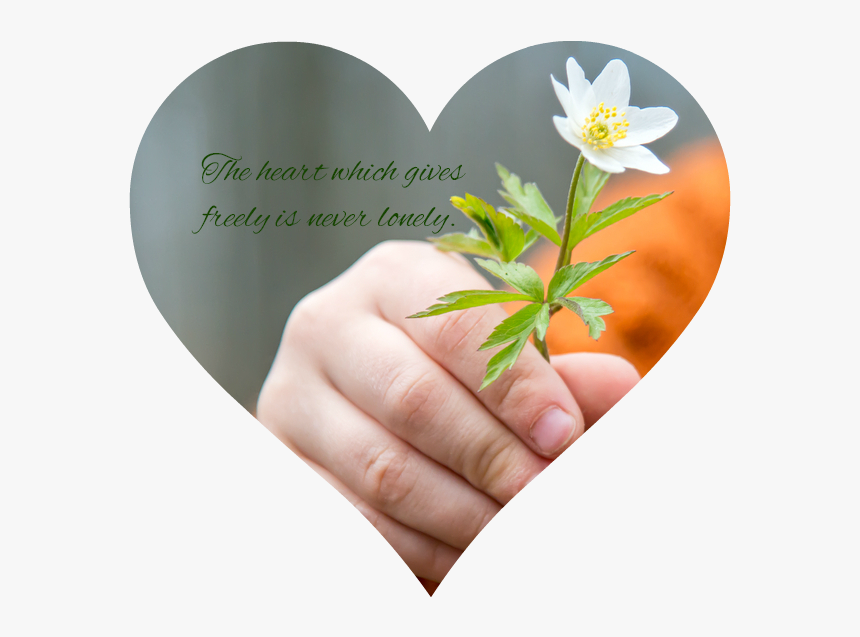 Give You A Flower, HD Png Download