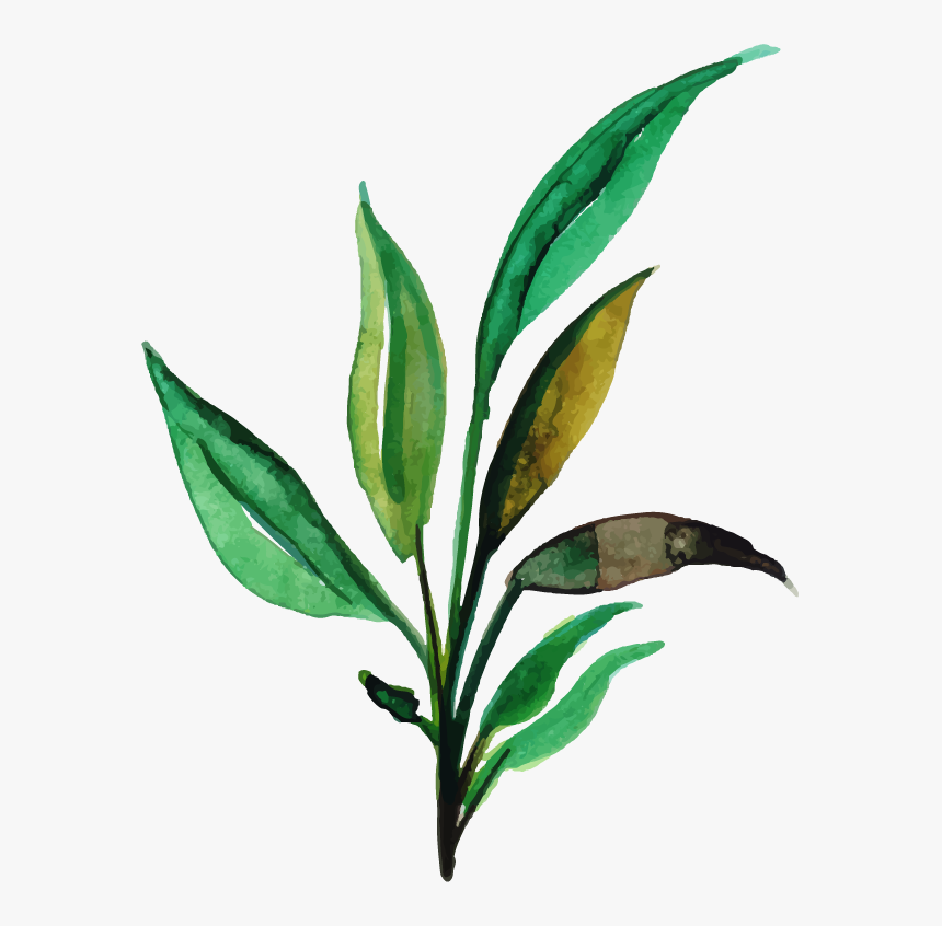 Russian Olive, HD Png Download