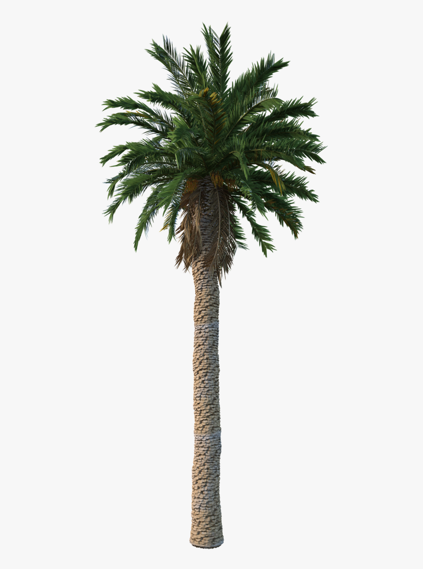 Date Palm, HD Png Download