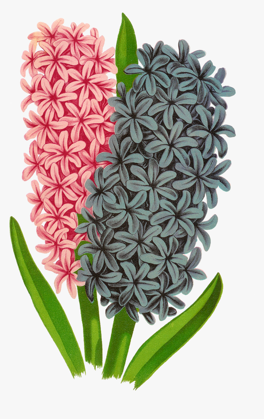 Antique Images Hyacinth Craft - Hyacinth, HD Png Download
