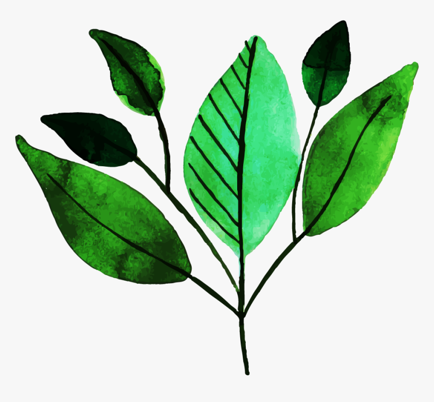 Sweet Birch, HD Png Download