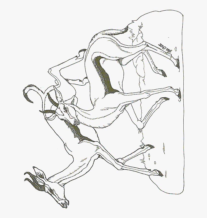 Line Art, HD Png Download
