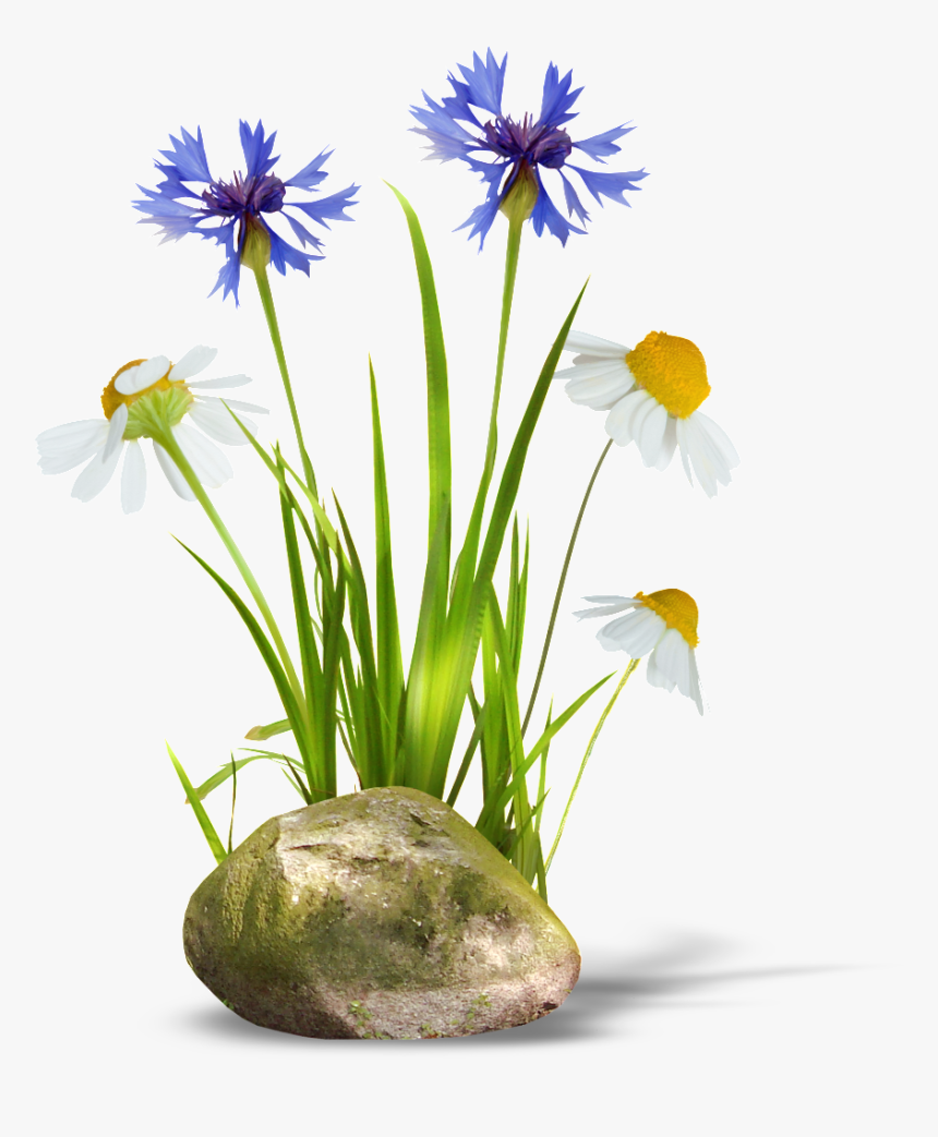 Transparent Background Of Orchids And Daisies - Julia Hartwig Nasze Serca Chciałyby Być Proste Wiersz, HD Png Download