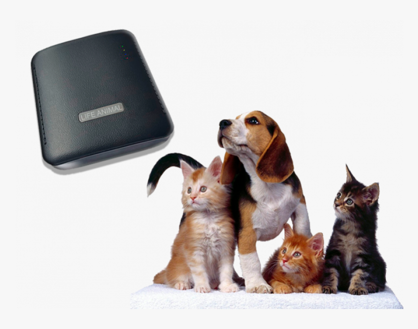 Life Animal Portable Device Webwellness Brt For Cats - Perro Y Gatos Amigos, HD Png Download