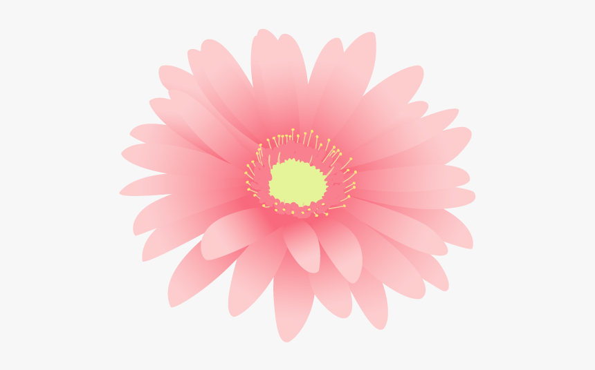 Barberton Daisy, HD Png Download
