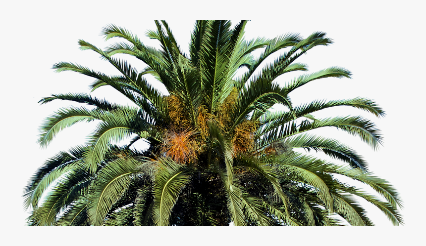Date Palm Tree Png, Transparent Png