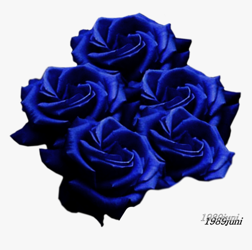 Black Rose, HD Png Download