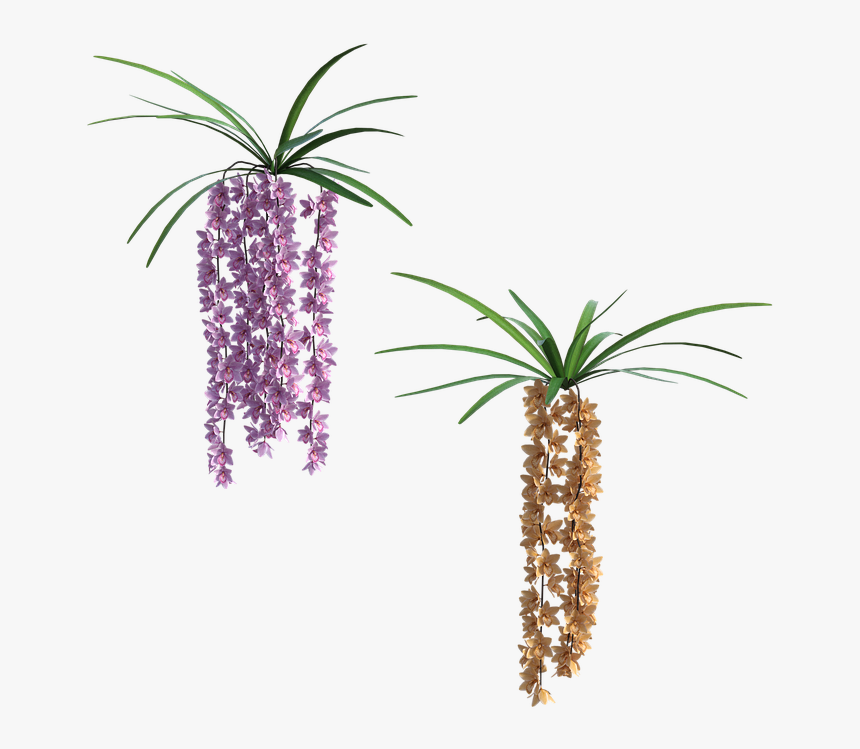 Houseplant, HD Png Download