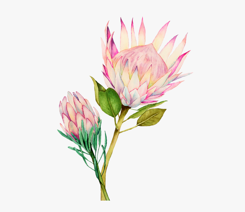 Pink King Protea Flower Watercolour, HD Png Download , Transparent Png