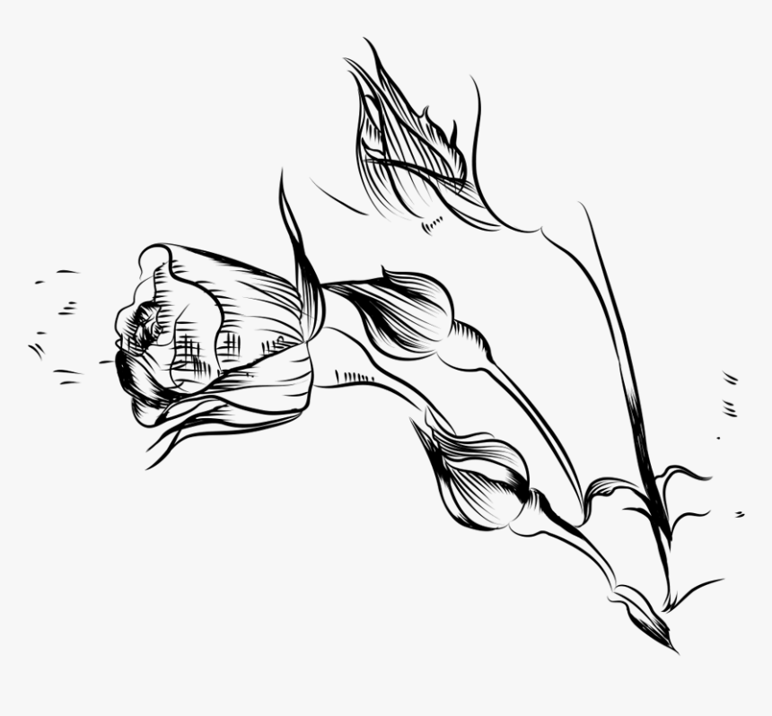 Sketch, HD Png Download