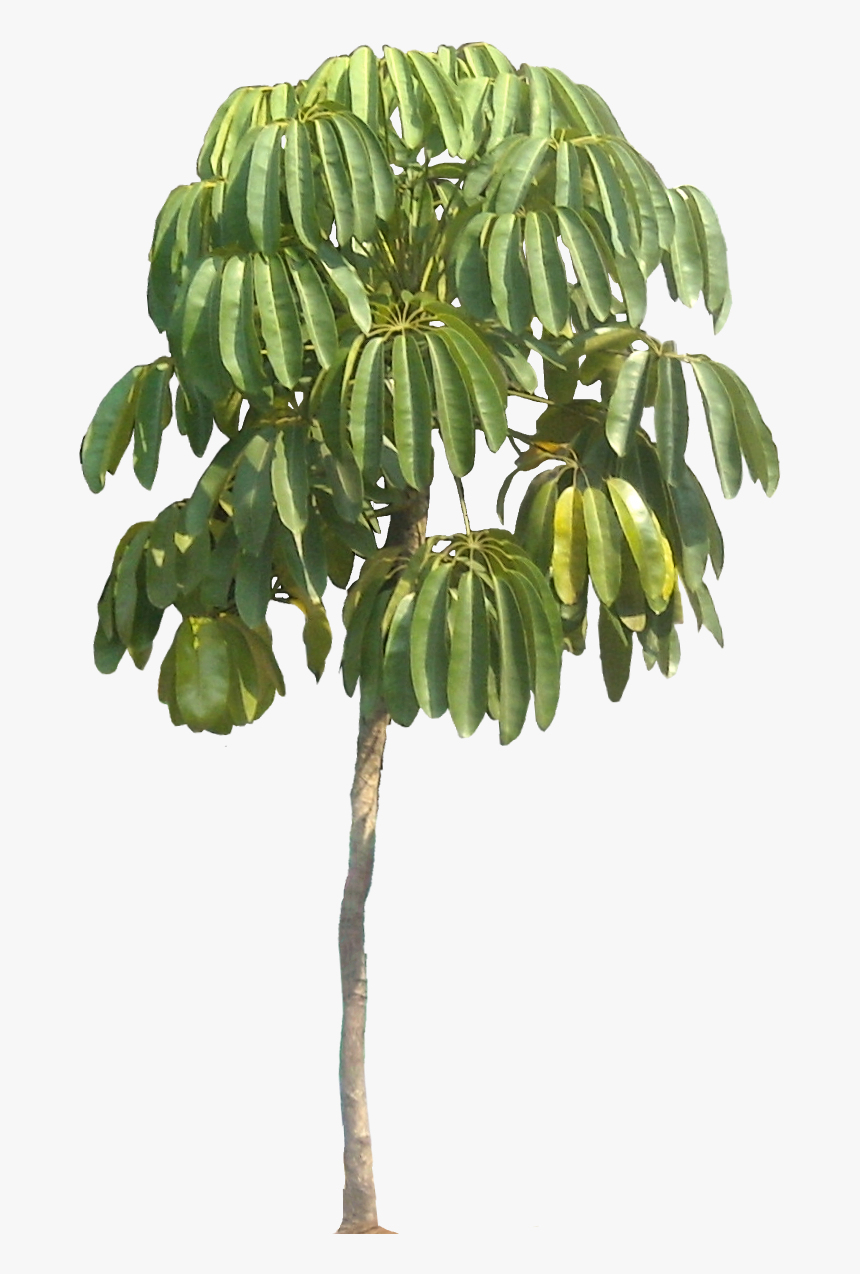 Endangered Plants In Png, Transparent Png
